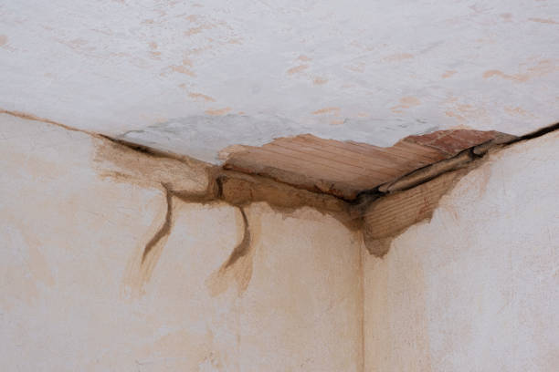 Best Mold removal after water damage  in Abbotsford, WI